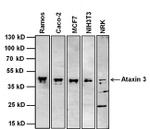 Ataxin 3 Antibody in Western Blot (WB)