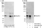 Atg16L1 Antibody in Western Blot (WB)