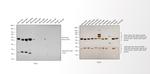 Mouse IgG (H+L) Cross-Adsorbed Secondary Antibody in Western Blot (WB)