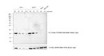 Rabbit IgG (H+L) Cross-Adsorbed Secondary Antibody in Western Blot (WB)