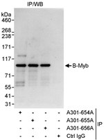 B-Myb Antibody in Immunoprecipitation (IP)