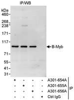 B-Myb Antibody in Immunoprecipitation (IP)