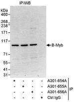 B-Myb Antibody in Immunoprecipitation (IP)