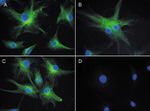 Mouse IgG (H+L) Cross-Adsorbed Secondary Antibody in Immunocytochemistry (ICC/IF)