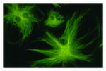 Mouse IgG (H+L) Cross-Adsorbed Secondary Antibody in Immunocytochemistry (ICC/IF)