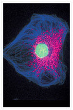 Rabbit IgG (H+L) Cross-Adsorbed Secondary Antibody in Immunocytochemistry (ICC/IF)