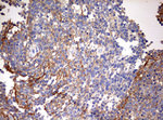 B2M Antibody in Immunohistochemistry (Paraffin) (IHC (P))