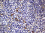 B2M Antibody in Immunohistochemistry (Paraffin) (IHC (P))