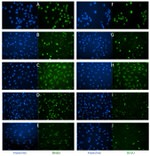 BrdU Antibody in Immunocytochemistry (ICC/IF)