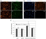 BrdU Antibody in Immunocytochemistry (ICC/IF)