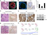 BrdU Antibody in Immunohistochemistry (IHC)