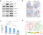 BrdU Antibody in Immunohistochemistry (IHC)