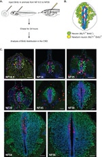 BrdU Antibody in Immunohistochemistry (Frozen) (IHC (F))