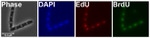 BrdU Antibody in Immunocytochemistry (ICC/IF)