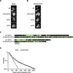 BrdU Antibody in Immunocytochemistry (ICC/IF)