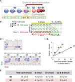 BrdU Antibody in Flow Cytometry (Flow)