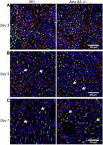 BrdU Antibody in Immunohistochemistry (IHC)