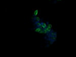 B3GNT2 Antibody in Immunocytochemistry (ICC/IF)