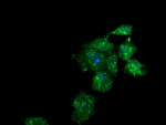 B3GNT2 Antibody in Immunocytochemistry (ICC/IF)