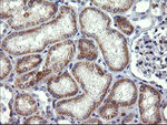 B3GNT2 Antibody in Immunohistochemistry (Paraffin) (IHC (P))