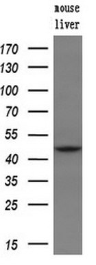 B3GNT2 Antibody in Western Blot (WB)