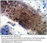 BACE2 A/C Antibody in Immunohistochemistry (IHC)