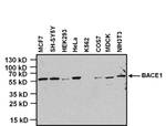 BACE1 Antibody in Western Blot (WB)