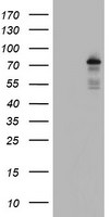 BACH1 Antibody in Western Blot (WB)