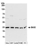 BAG2 Antibody in Western Blot (WB)