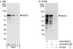 BAG3 Antibody in Western Blot (WB)