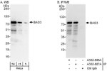 BAG3 Antibody in Western Blot (WB)