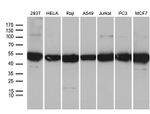 BAG5 Antibody in Western Blot (WB)