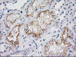 BAIAP2 Antibody in Immunohistochemistry (Paraffin) (IHC (P))