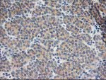 BAIAP2 Antibody in Immunohistochemistry (Paraffin) (IHC (P))