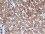 BAIAP2 Antibody in Immunohistochemistry (Paraffin) (IHC (P))