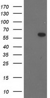 BAIAP2 Antibody in Western Blot (WB)