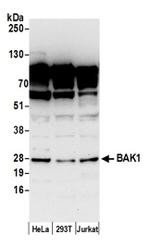 BAK1 Antibody in Western Blot (WB)