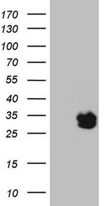 BAMBI Antibody in Western Blot (WB)