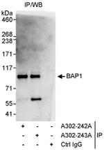 BAP1 Antibody in Immunoprecipitation (IP)