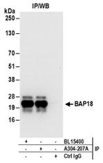 BAP18 Antibody in Western Blot (WB)