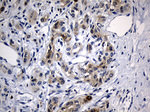 BAX Antibody in Immunohistochemistry (Paraffin) (IHC (P))