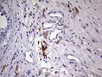 BAX Antibody in Immunohistochemistry (Paraffin) (IHC (P))