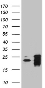 BAX Antibody in Western Blot (WB)