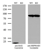 BAX Antibody in Western Blot (WB)