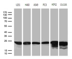 BAX Antibody in Western Blot (WB)