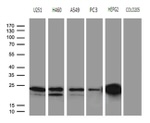 BAX Antibody in Western Blot (WB)