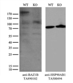 BAZ1B Antibody in Western Blot (WB)