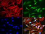 BBOX1 Antibody in Immunocytochemistry (ICC/IF)