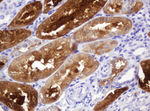 BBOX1 Antibody in Immunohistochemistry (Paraffin) (IHC (P))