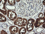 BBOX1 Antibody in Immunohistochemistry (Paraffin) (IHC (P))